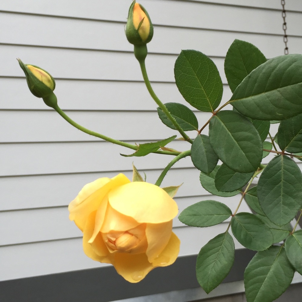 Meet your Posher, Morgan